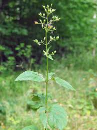 Attēlu rezultāti vaicājumam “Scrophularia nodosa leaf”