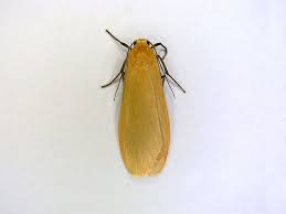 Attēlu rezultāti vaicājumam “Eilema sororcula”