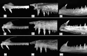 Image result for Sphyraena viridensis