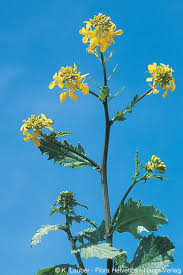 Attēlu rezultāti vaicājumam “Sinapis arvensis”