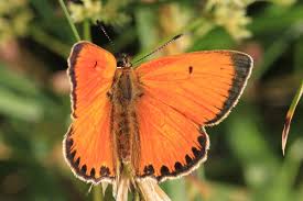 Attēlu rezultāti vaicājumam “Lycaena virgaureae male”