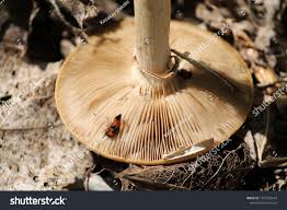 Attēlu rezultāti vaicājumam “Oxyporus”