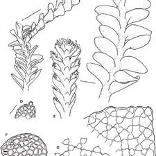 Attēlu rezultāti vaicājumam “Odontoschisma sphagni”
