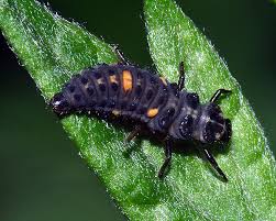 Attēlu rezultāti vaicājumam “Adalia bipunctata”