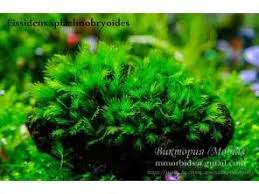 Attēlu rezultāti vaicājumam “Amblystegium serpens sporophyte”