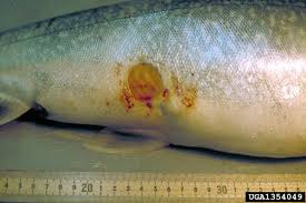 Image result for Petromyzon marinus