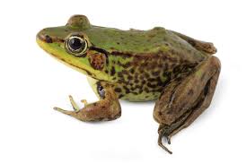 Attēlu rezultāti vaicājumam “Ranidae”