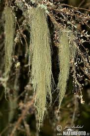 Attēlu rezultāti vaicājumam “Usnea filipendula”