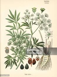 Attēlu rezultāti vaicājumam “Cicuta virosa”