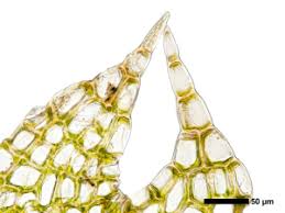 Attēlu rezultāti vaicājumam “Cephalozia loitlesbergeri”