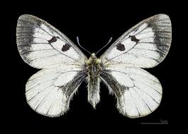 Attēlu rezultāti vaicājumam “Parnassius mnemosyne upperside”