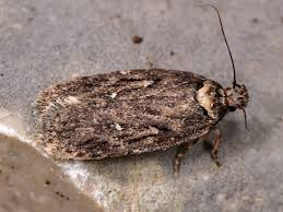 Attēlu rezultāti vaicājumam “Depressaria olerella imago”