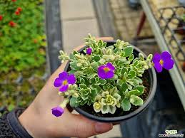 Attēlu rezultāti vaicājumam “Draba nemorosa”