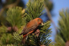 Attēlu rezultāti vaicājumam “Loxia pytyopsittacus male”