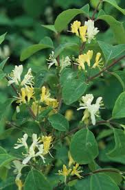 Attēlu rezultāti vaicājumam “Lonicera xylosteum”
