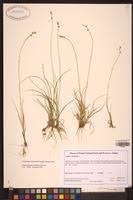 Attēlu rezultāti vaicājumam “Carex loliacea”