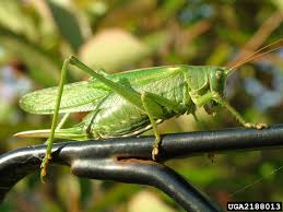 Attēlu rezultāti vaicājumam “Tettigonia viridissima”