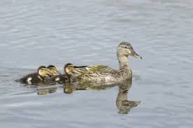 Attēlu rezultāti vaicājumam “Anas platyrhynchos juvenile”