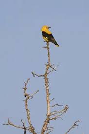 Attēlu rezultāti vaicājumam “Oriolus oriolus male”