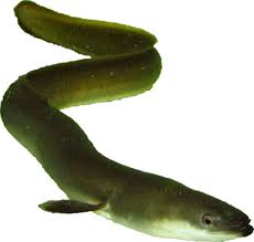 Image result for Anguilla anguilla