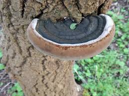 Attēlu rezultāti vaicājumam “Phellinus”