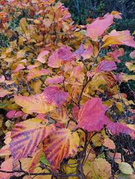 Attēlu rezultāti vaicājumam “Fothergilla major”