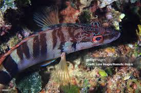 Image result for Serranus scriba