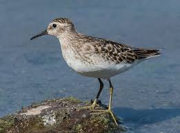 Image result for Calidris minutilla