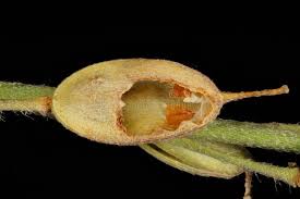 Attēlu rezultāti vaicājumam “Berteroa incana fruit”