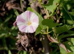 Attēlu rezultāti vaicājumam “Convolvulus arvensis flower”