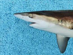 Image result for Carcharhinus brachyurus