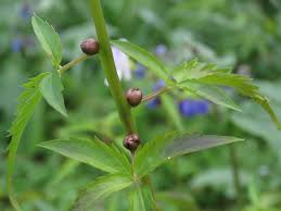 Attēlu rezultāti vaicājumam “Cardamine bulbifera leaf”