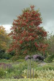Attēlu rezultāti vaicājumam “Crataegus macracantha”
