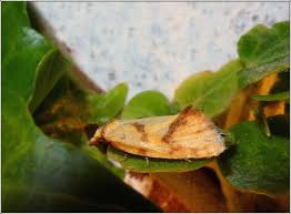 Attēlu rezultāti vaicājumam “Agapeta hamana”