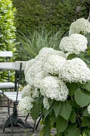 Attēlu rezultāti vaicājumam “Hydrangea arborescens subsp. discolor”