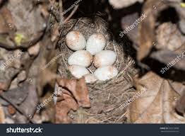 Attēlu rezultāti vaicājumam “Erithacus rubecula eggs”