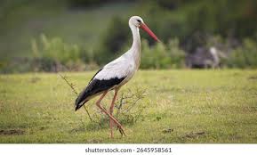 Attēlu rezultāti vaicājumam “Ciconia ciconia”