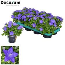 Image result for Campanula isophylla