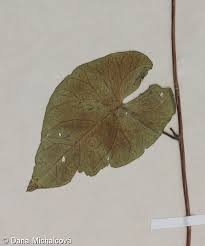 Attēlu rezultāti vaicājumam “Calystegia sepium leaf”