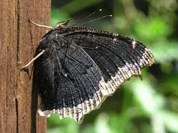 Attēlu rezultāti vaicājumam “Nymphalis antiopa upperside”