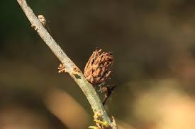 Attēlu rezultāti vaicājumam “Andricus foecundatrix”