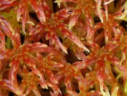 Attēlu rezultāti vaicājumam “Sphagnum warnstorfii”