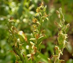 Attēlu rezultāti vaicājumam “Epirranthis diversata”