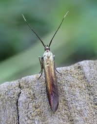 Attēlu rezultāti vaicājumam “Semioscopis avellanella imago”