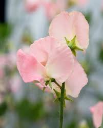Image result for Lathyrus odoratus