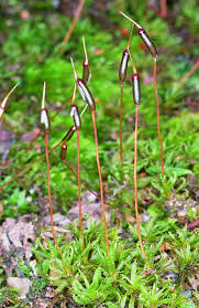 Attēlu rezultāti vaicājumam “Atrichum flavisetum”