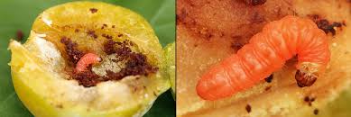 Attēlu rezultāti vaicājumam “Grapholita funebrana larva”