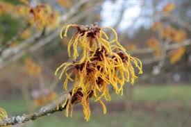 Attēlu rezultāti vaicājumam “Hamamelis japonica bud”