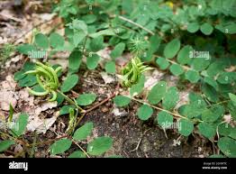 Attēlu rezultāti vaicājumam “Astragalus glycyphyllos fruit”