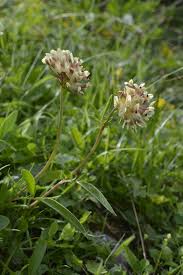 Attēlu rezultāti vaicājumam “Anthyllis maritima”